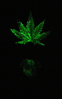 bud-glow.jpg